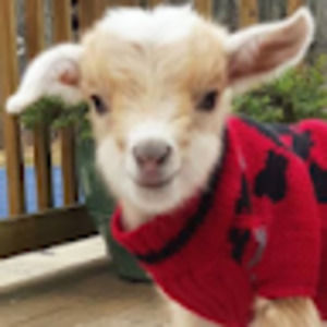 Meet your Posher, Lena